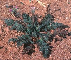 Attēlu rezultāti vaicājumam “Comatricha ellae stalked”