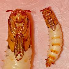 Attēlu rezultāti vaicājumam “Tipulidae”