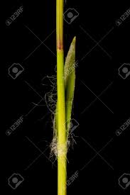 Attēlu rezultāti vaicājumam “Luzula pilosa leaf”