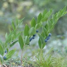Attēlu rezultāti vaicājumam “Polygonatum odoratum fruit”