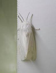 Attēlu rezultāti vaicājumam “Spilosoma sp.”