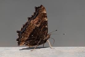 Attēlu rezultāti vaicājumam “Nymphalis xanthomelas underside”