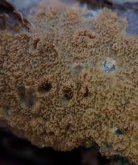 Attēlu rezultāti vaicājumam “Phlebia rufa”