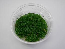 Attēlu rezultāti vaicājumam “Elatine hydropiper”