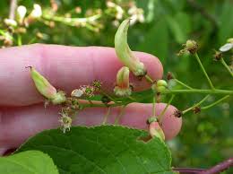Attēlu rezultāti vaicājumam “Taphrina padi”