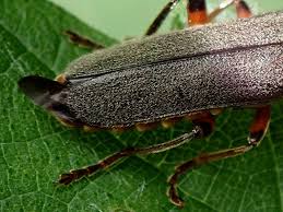 Attēlu rezultāti vaicājumam “Cantharis nigricans”