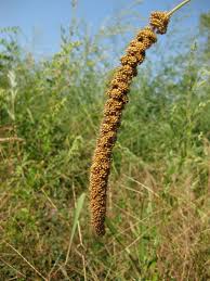 Attēlu rezultāti vaicājumam “Setaria italica”