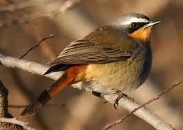 Attēlu rezultāti vaicājumam “Muscicapidae”