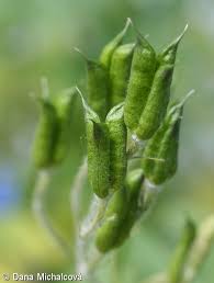 Attēlu rezultāti vaicājumam “Delphinium elatum  bud”