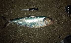 Image result for Alosa fallax