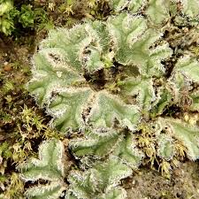 Attēlu rezultāti vaicājumam “Riccia glauca”