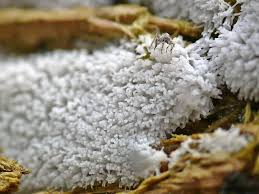 Attēlu rezultāti vaicājumam “Ceratiomyxa fruticulosa plasmodium”