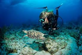 Image result for Seabug Divers