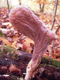 Attēlu rezultāti vaicājumam “Clavariadelphus pistillaris”