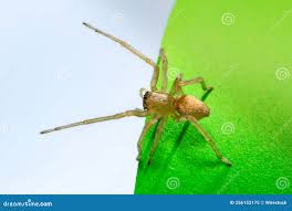 Attēlu rezultāti vaicājumam “Cheiracanthium sp. male”