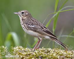 Image result for Anthus trivialis