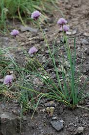 Image result for Allium schoenoprasum