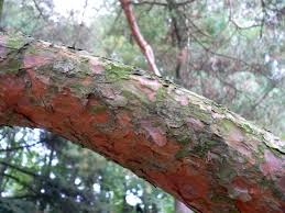 Attēlu rezultāti vaicājumam “Pinus sylvestris var. borussica”