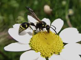 Attēlu rezultāti vaicājumam “Eumenes sp.”