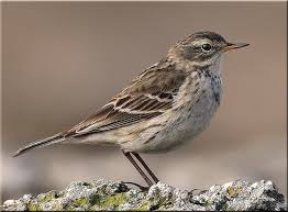 Image result for Anthus spinoletta