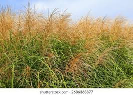 Attēlu rezultāti vaicājumam “Gramineae”