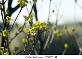Attēlu rezultāti vaicājumam “Acer platanoides flower”