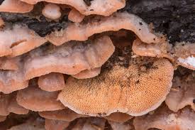 Attēlu rezultāti vaicājumam “Phlebia tremellosa”