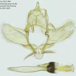 Attēlu rezultāti vaicājumam “Donacaula mucronella”