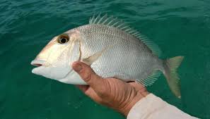 Image result for Calamus bajonado