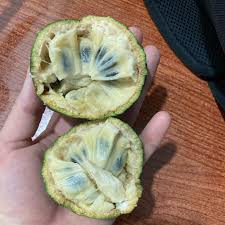 Attēlu rezultāti vaicājumam “Linaria loeselii fruit”