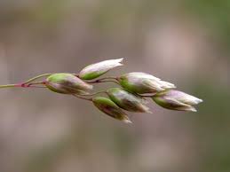 Attēlu rezultāti vaicājumam “Hierochloe odorata”