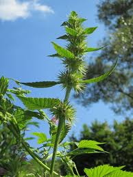 Attēlu rezultāti vaicājumam “Galeopsis tetrahit”