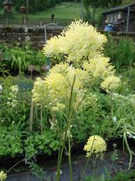 Attēlu rezultāti vaicājumam “Thalictrum flavum flower”