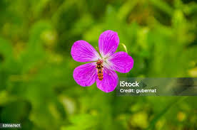 Attēlu rezultāti vaicājumam “Geranium palustre flower”