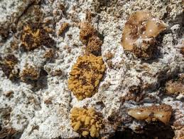 Attēlu rezultāti vaicājumam “Heterotrichia obvelata (syn. Arcyria obvelata) young”