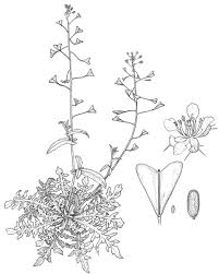 Attēlu rezultāti vaicājumam “Capsella bursa-pastoris”