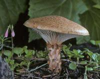 Attēlu rezultāti vaicājumam “Lentinus lepideus”