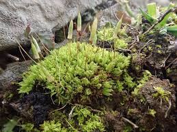 Attēlu rezultāti vaicājumam “Encalypta streptocarpa”