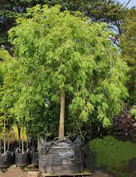 Attēlu rezultāti vaicājumam “Fraxinus excelsior Pendula”