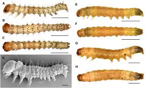 Attēlu rezultāti vaicājumam “Orthosia sp. larva”