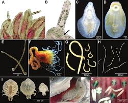 Image result for Chelon tricuspidens