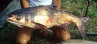 Image result for Hypophthalmichthys nobilis