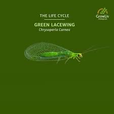 Attēlu rezultāti vaicājumam “Dicyphus nymph”