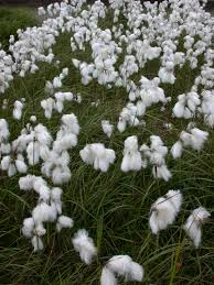 Attēlu rezultāti vaicājumam “Eriophorum angustifolium flower”