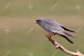 Image result for Falco vespertinus