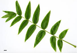 Attēlu rezultāti vaicājumam “Juglans x sinensis leaf”