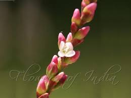 Attēlu rezultāti vaicājumam “Persicaria maculosa flower”