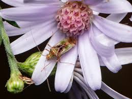 Attēlu rezultāti vaicājumam “Phytocoris sp.”