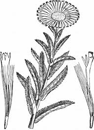 Attēlu rezultāti vaicājumam “Inula salicina flower”
