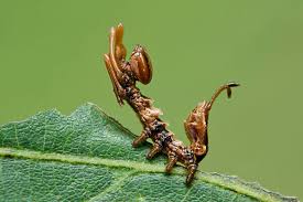 Attēlu rezultāti vaicājumam “Stauropus fagi larva”